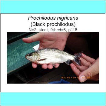 Prochilodus nigricans.png